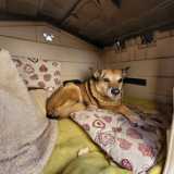 La casetta � piena di morbidi cuscini sotto i quali il cane nasconde pezzi di biscotti che gli vengono offerti dai tanti che passano da l� per salutarlo